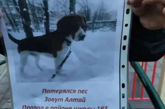 Собаки потеряшки, Новосибирск, фото: Потеряшка собака, улица Зорге, 69, Новосибирск — бело-чёрный, коричневый