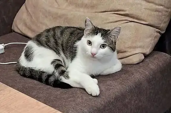Кошки потеряшки, Мочище, фото: Потеряшка кошка, Садовая улица, 94/2, Мочище — пугливый, возможно прячется, один верхний клык надломан