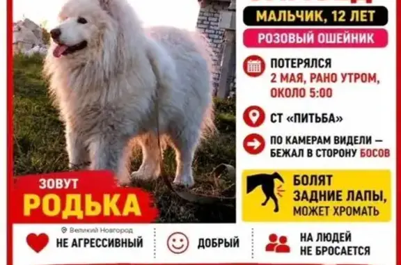 Пропала собака, 34, Новгородская область, Трубичино — большой белый пёс в розовом ошейнике - photo