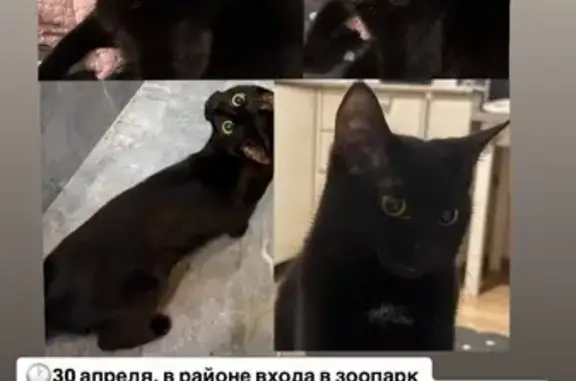 Пропала кошка, Революционная улица, Ростов-на-Дону - photo