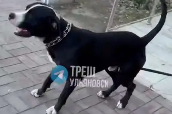 Найдена собака, Ульяновск, фото: Найдена собака, проспект Авиастроителей, 5, Ульяновск — на поводке, похожа на питбуля