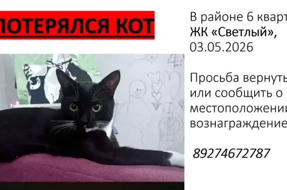 Пропала кошка, 10, Куюки, Куюки — коту 1,5 года, худой, длинный, с белым подбородком и лапками - photo