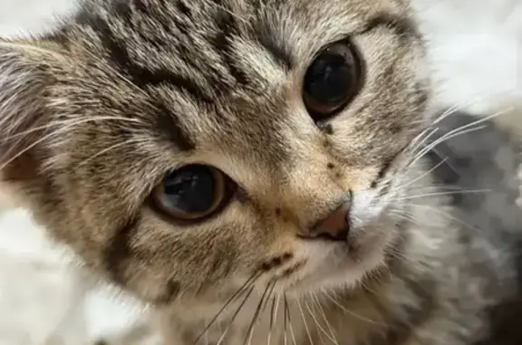 Пропала кошка, Комсомольская улица, Агинское — похожа на бенгальскую - photo