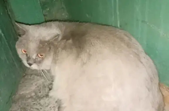 Найдена кошка, Нижний Новгород, фото: Найдена кошка, Мурашкинская улица, 7, Нижний Новгород — серый, большой, породистый британец