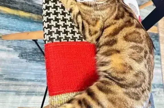 Найдена кошка, Новые Дарковичи, фото: Найдена кошка, Новые Дарковичи, Брянская область — бенгальская кошка