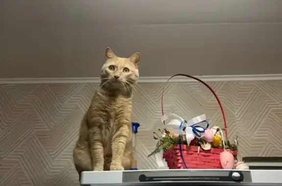Кошки потеряшки, Кубовая, фото: Потеряшка кошка, Кубовая, Новосибирская область — светло-рыжая, крупная, пугливая