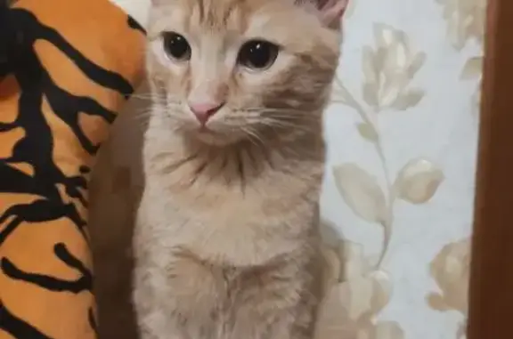 Кошки потеряшки, Калуга, фото: Потеряшка кошка, улица Маршала Жукова, 15, Калуга — рыжий полосатый котик, кастрирован недавно