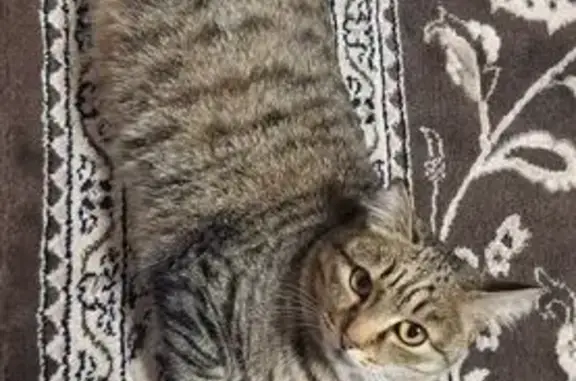 Объявления о пропавших и найденных животных, Омск, фото: Пропала кошка, Луганская улица, 1А, Омск — серый, упитанный, пугливый