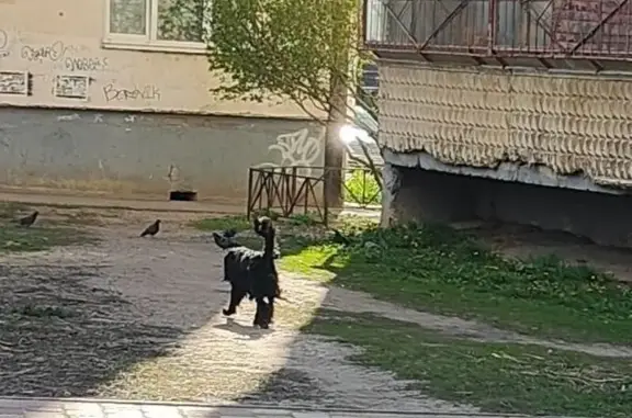 Найденные животные Тамбов, фото: Найдена собака, улица Фридриха Энгельса, 3, Тамбов — чёрная, похожа на спаниеля, с ошейником