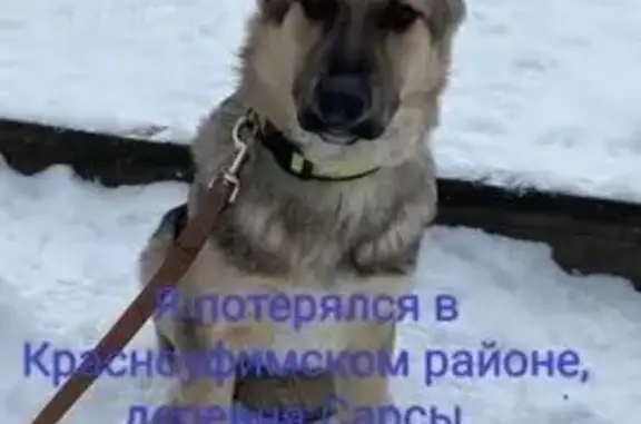Пропала собака, Красноуфимск, Свердловская область — щенок-подросток 8–9 месяцев - photo