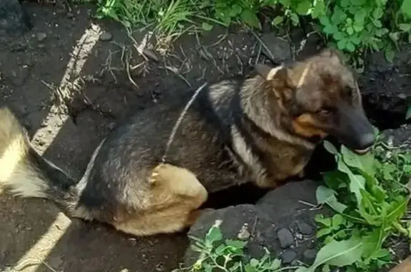 Пропала собака, улица Непомнящего, 1, Ишим - photo