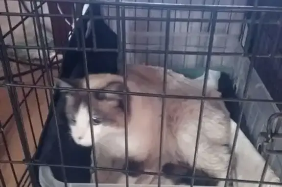 Пропала кошка, Ленинградский проспект, Павлово — полутайка, голубые глаза, шов на правом бедре - photo