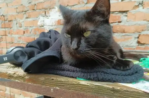 Пропала кошка, улица Чапаева, 11, Краснодар - photo