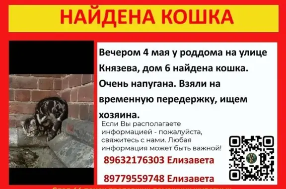 Объявления о пропавших и найденных животных, Кострома, фото: Найдена кошка, улица Князева, 6, Кострома