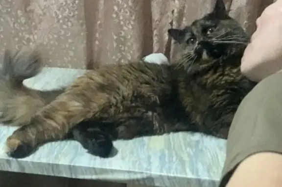 Пропала кошка, проспект Строителей, 26, Улан-Удэ — трёхцветная, левая задняя лапка чёрная - photo