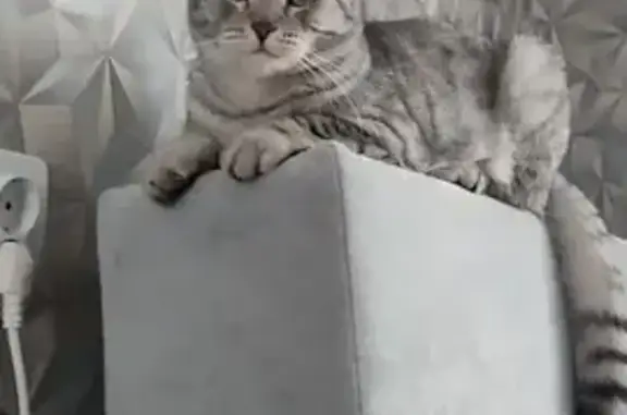 Пропала кошка, улица Степана Разина, 17, Кунгур — упитанная кошечка, гладкая шерсть - photo