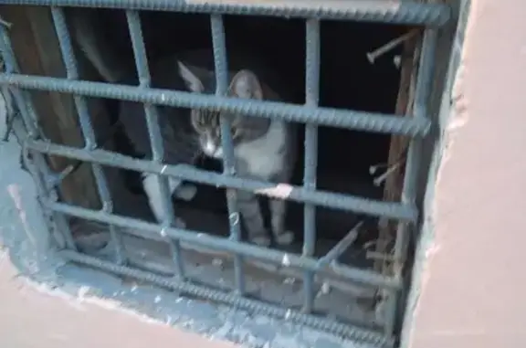 Пропала кошка, улица Победы, 3, Апатиты — серо-белая, с тёмным пятнышком на носу и лапке - photo