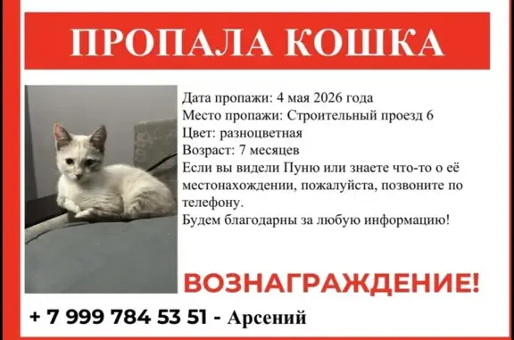 Пропала кошка, Строительный проезд, 6, Кострома - photo