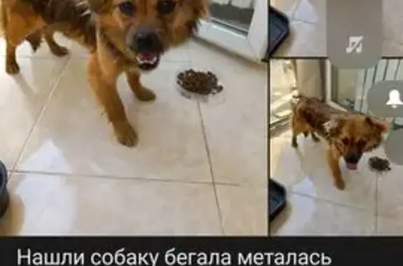 Найдена собака, Рязань, фото: Найдена собака, Славянский проспект, 3, Рязань — метис пекинеса