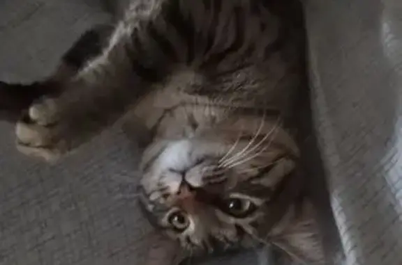Найдена кошка, Нижний Новгород, фото: Найдена кошка, улица Василия Иванова, 14 к3, Нижний Новгород — крупная, разговорчивая