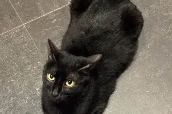 Кошки потеряшки, Афанасово, фото: Потеряшка кошка, Закрытая аллея, Афанасово — чёрная ласковая, небольшого размера