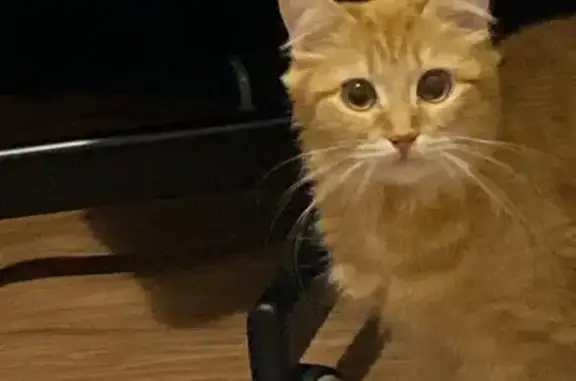 Объявления о пропавших и найденных животных, Омск, фото: Пропала кошка, 5-я Путевая улица, 60, городской округ Омск, Омск — рыжая пушистая, с жёлтыми большими глазами