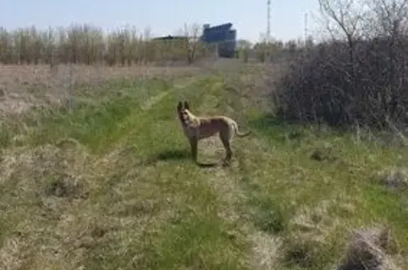 Найдена собака, Комсомольский, фото: Найдена собака, Полевая улица, Комсомольский — девочка, похожа на малинуа