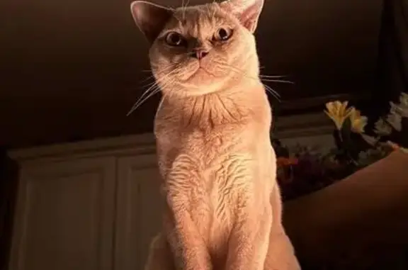 Пропала кошка, Староникольская улица, 3, Первомайское — кот породы бурма - photo