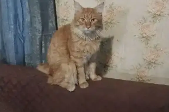 Кошки потеряшки, Смоляниново, фото: Потеряшка кошка, Смоляниново, Приморский край — рыжий кот Тай, вышел вечером 29.04.2026 и не вернулся