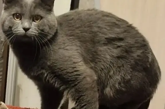 Пропала кошка, Тобольская улица, 1, Улан-Удэ — серый окрас, пугливая, откликается на кличку - photo