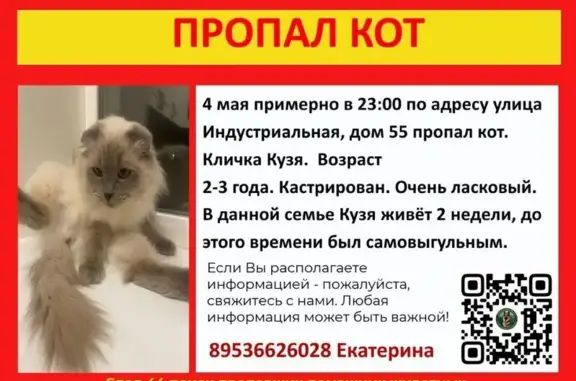 Пропала кошка, Индустриальная улица, 55, Кострома - photo