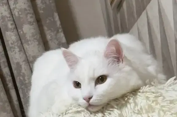 Объявления о пропавших и найденных животных, Приволжское, фото: Пропала кошка, улица Льнянщиков, Приволжское городское поселение, Приволжское — откликается на кличку Барски