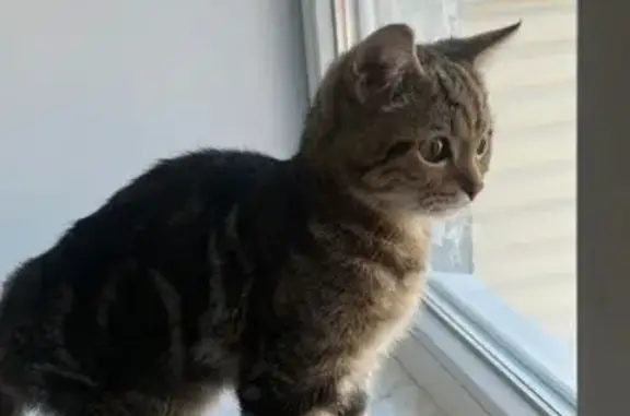 Найдена кошка, Йошкар-Ола, фото: Найдена кошка, Йошкар-Ола, Марий Эл — котёнок, район Гомзово