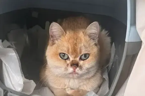Найдена кошка, Аргаяшский район, фото: Найдена кошка, Ежевичная улица, Аргаяшский район — очень истощена, была в стрессе