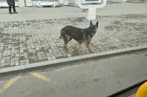 Объявления о пропавших и найденных животных, Хабаровск, фото: Найдена собака, улица Карла Маркса, 49, Хабаровск — овчарка, похожа на немецкую