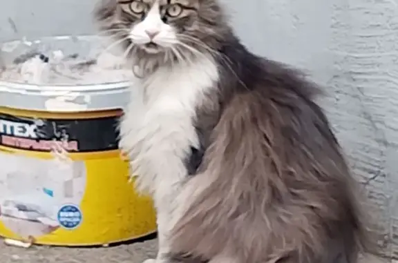 Найдена кошка, Чита, фото: Найдена кошка, улица Чкалова, 120А, Чита — с ошейником