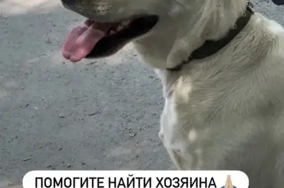 Найдена собака, Барнаул, фото: Найдена собака, проспект Ленина, 27А, Барнаул — девочка, подросток, с ошейником и карабином