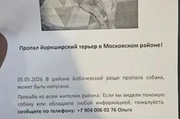 Пропала собака, улица Склизкова, 100, Тверь — постриженная, с ошейником - photo