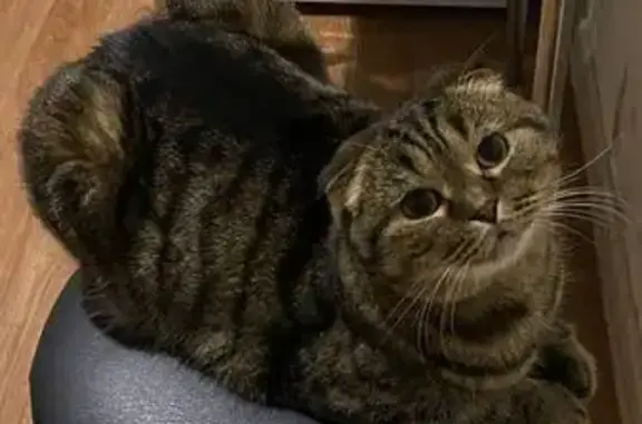 Кошки потеряшки, Жигулёвск, фото: Потеряшка кошка, Жигулёвск, Самарская область — вислоухая, с пятнышком на левом глазу