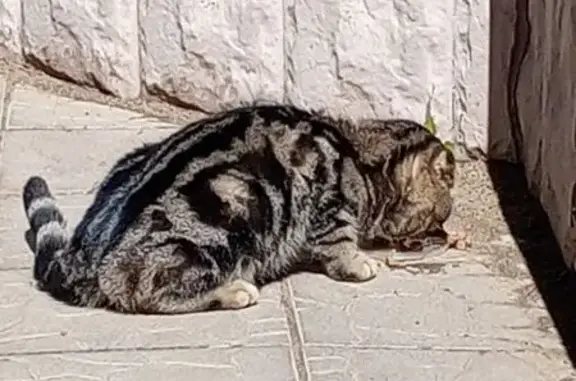 Найдена кошка, Оренбург, фото: Найдена кошка, Брестская улица, 14, Оренбург — на контакт не идёт