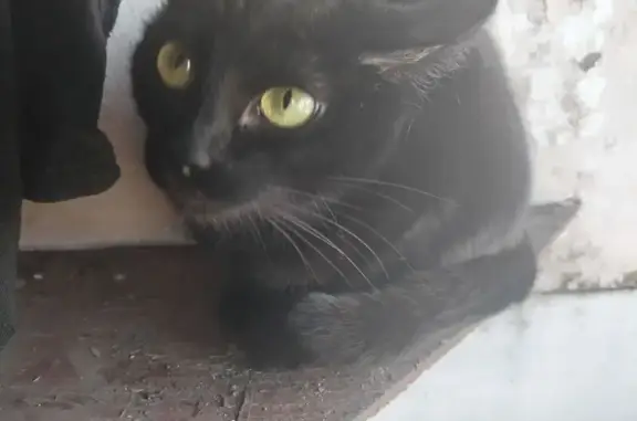 Пропала кошка, улица Цветаева, 2, городской округ Орёл, Орёл — чёрная кошка с зелёными глазами - photo