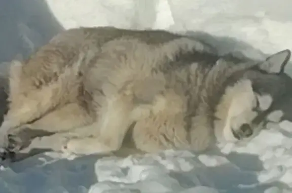 Собаки потеряшки, Балабаново, фото: Потеряшка собака, Балабаново, Калужская область — молодые девочки хаски и маламут, кареглазые