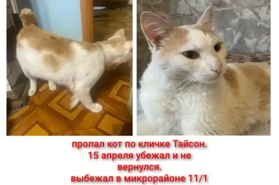 Пропала кошка, Краснофлотская улица, Кемерово — белый с рыжими пятнами, зелёные глаза, без хвоста - photo