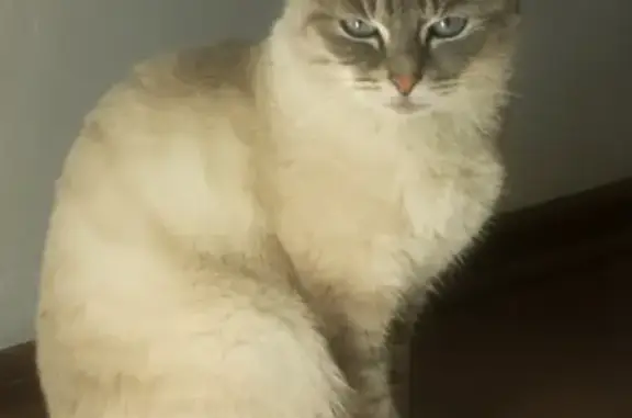 Пропала кошка, 21, Улан-Удэ — бежево-серая, откликается на кличку - photo