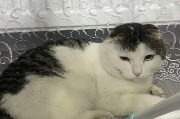 Найдена кошка, Южно-Сахалинск, фото: Найдена кошка, Южный парк, Южно-Сахалинск — ласковая