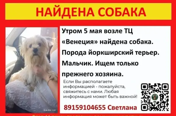 Найдена собака, Кострома, фото: Найдена собака, Кострома