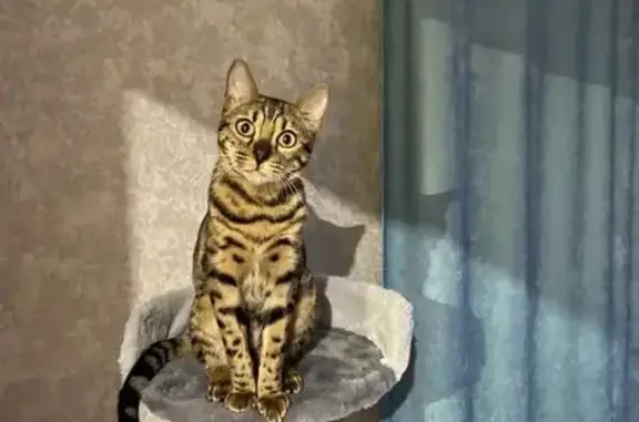 Потерянные животные Новосибирск, фото: Пропала кошка, улица Гладкова, 8, Новосибирск — коричневая, с полосками и пятнами