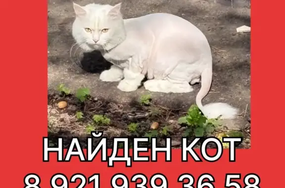 Найдена кошка, Санкт-Петербург, фото: Найдена кошка, улица Стойкости, 11, Санкт-Петербург — спокойная, модно подстрижена