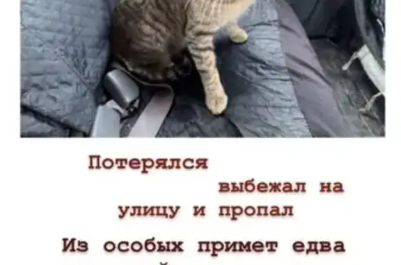 Потерянные животные Хабаровск, фото: Пропала кошка, улица Рокоссовского, 27, Хабаровск — котик со шрамиком на ушке