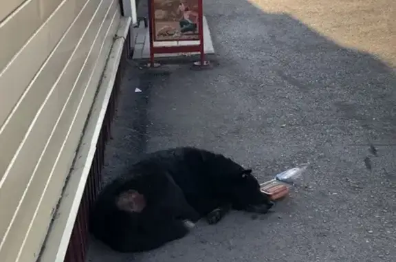 Найдена собака, Уфа, фото: Найдена собака, улица Пушкина, 35/1, Уфа — чёрная, с открытой раной на боку